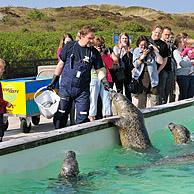 Verzorger voedert vissen aan blinde zeehonden in het zeehondenopvangcentrum Ecomare te Texel, Nederland
